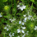 Nigella damascena Συνήθη χαρακτηριστικά