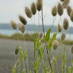 Lagurus ovatus Plante entière