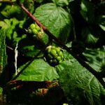 Rubus caesius Frugt