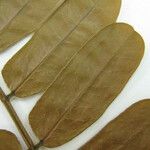 Cassia cowanii Otro