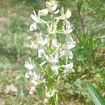 Orchis provincialis Flor
