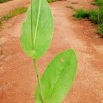 Emilia coccinea Leaf