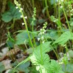 Mitella diphylla Hábitos