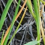 Aegilops neglecta Feuille