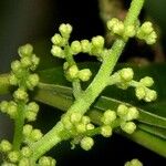 Tetrorchidium euryphyllum Other