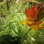 Ixia maculata Квітка