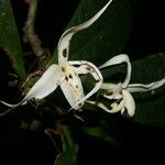 Randia genipoides Flower