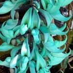 Strongylodon macrobotrys Flor