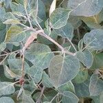 Datura wrightii Leaf