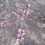 Prunus campanulata Цветок