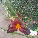 Hemerocallis minor Flors