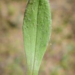 Plantago rhodosperma Hoja