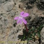 Viola cazorlensis Habitat