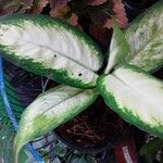 Aglaonema commutatumLeaf