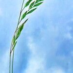 Festuca pallens Flor