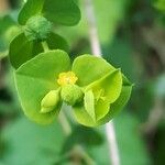 Euphorbia platyphyllos Foglia