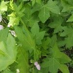 Iliamna rivularis Leaf