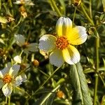 Bidens aureaപുഷ്പം