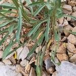 Erysimum rhaeticum Leaf