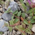 Scutellaria alpina Habitus