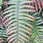 Blechnum cordatum മറ്റ്