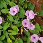 Ipomoea setifera Агульны выгляд