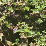 Lythrum rotundifolium Flower