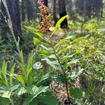 Maianthemum racemosum Blatt