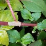 Persicaria campanulata Bark