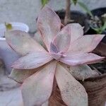 Echeveria canteЛист