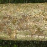 Pradosia ptychandra Bark