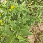 Inula spiraeifolia Leaf
