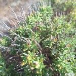 Teucrium marum 葉