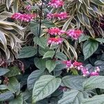 Clerodendrum thomsoniaeÇiçek