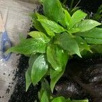 Hygrophila corymbosa Φύλλο