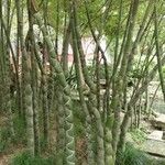 Bambusa tuldoides Habitus