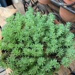 Sedum hispanicum Φύλλο