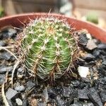 Echinocereus pectinatus Habitus