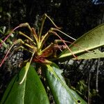 Rhododendron dignabile Φρούτο