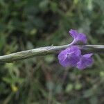 Stachytarpheta calderonii Kwiat
