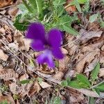 Viola bubanii Fiore