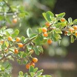 Cordia sinensis Other