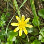 Ranunculus ficariaFlor