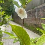 Campomanesia guazumifolia Flors