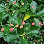 Euonymus japonicusList