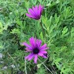 Osteospermum fruticosumΛουλούδι