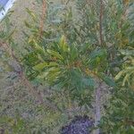 Morella cerifera Hoja