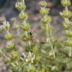 Sideritis hirsuta List