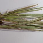 Carex esenbeckii Прочее