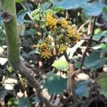 Roldana petasitis Flor